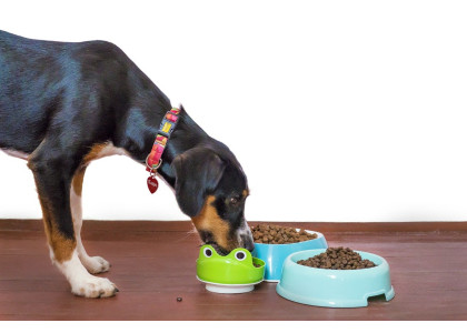What All Human Foods Dog Can Eat?